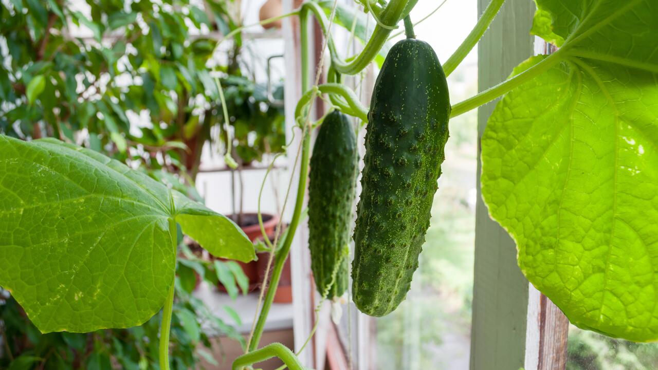 Gurken statt Geranien: Gemüse für den Balkon