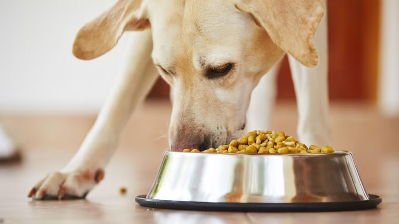 Hundefutter wird zurückgerufen.