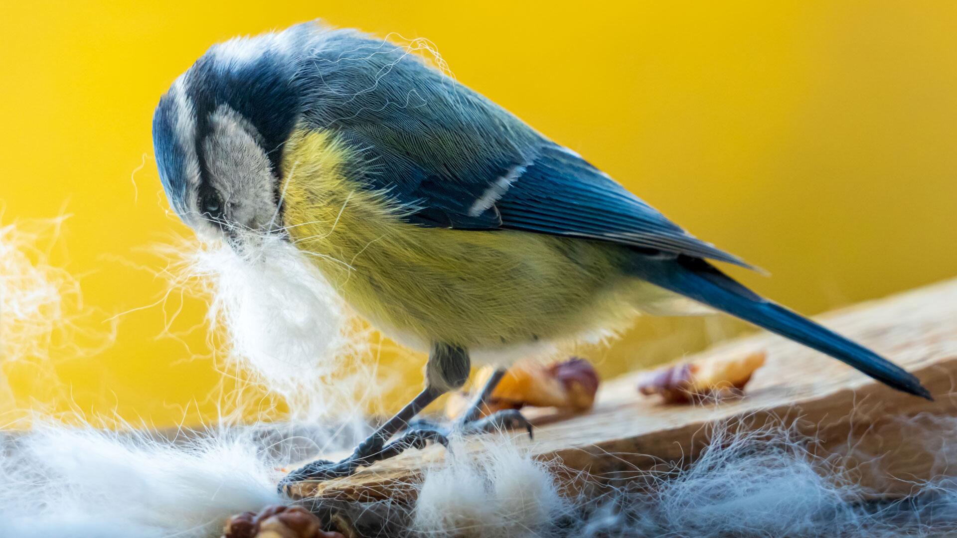 Hundehaare im Garten: Unterschätzte Gefahr für Vögel