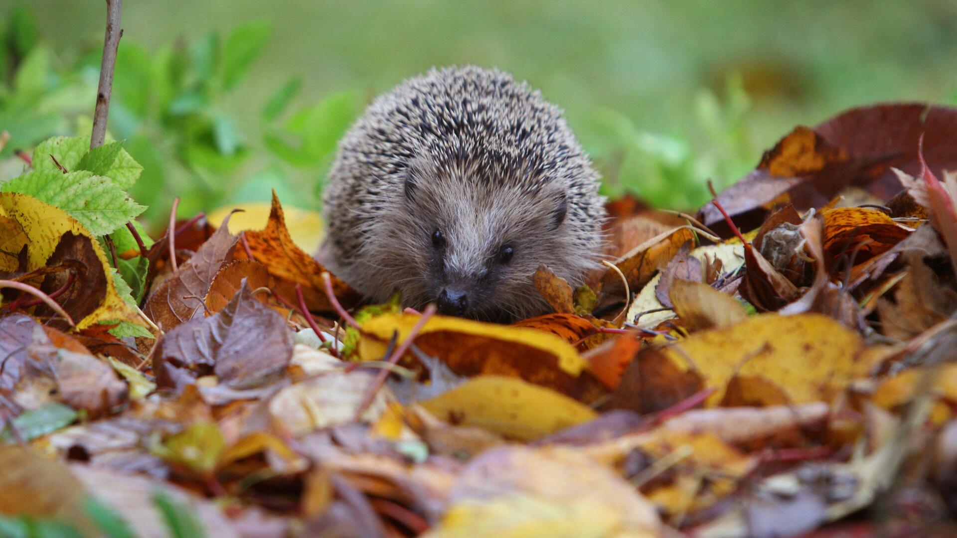 Igel jetzt besonders aktiv: Was tun, wenn man einen sieht?