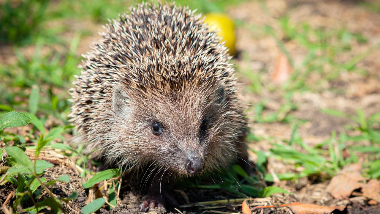 Igel oder Maulwurf gesichtet? Derzeit läuft bundesweite Zählaktion