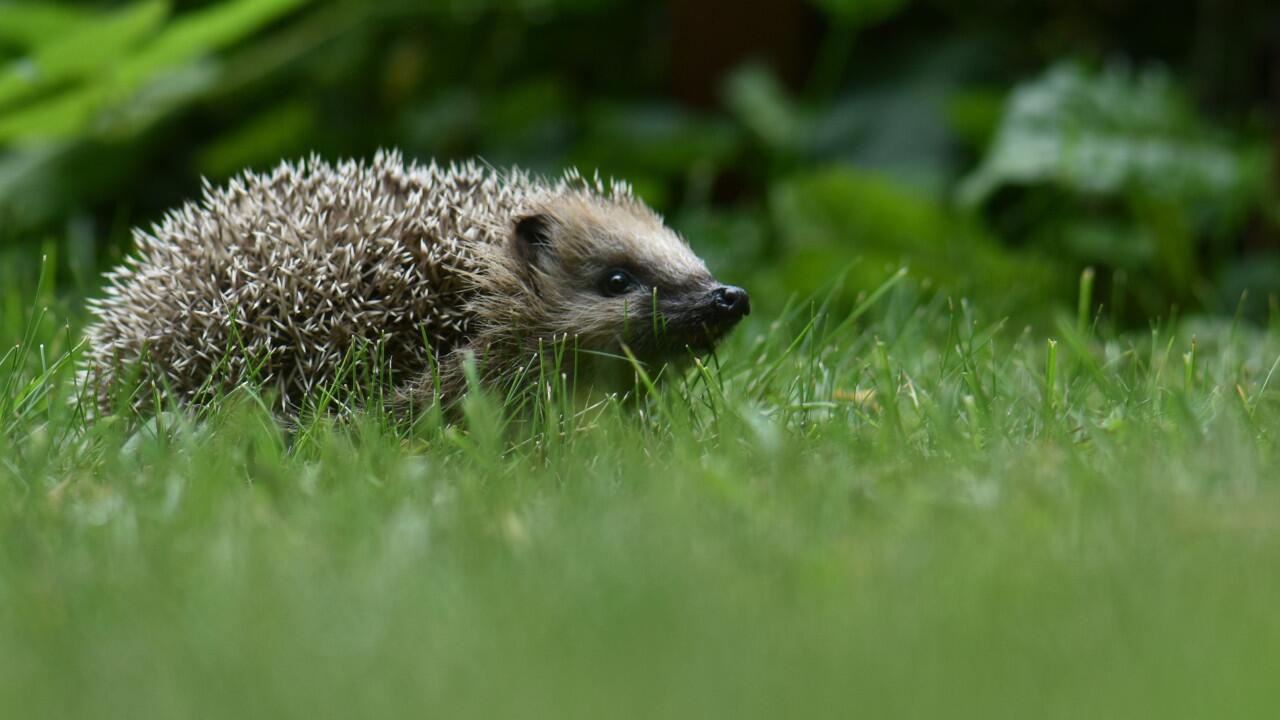 Igel stehen erstmals auf der Roten Liste der bedrohten Arten.