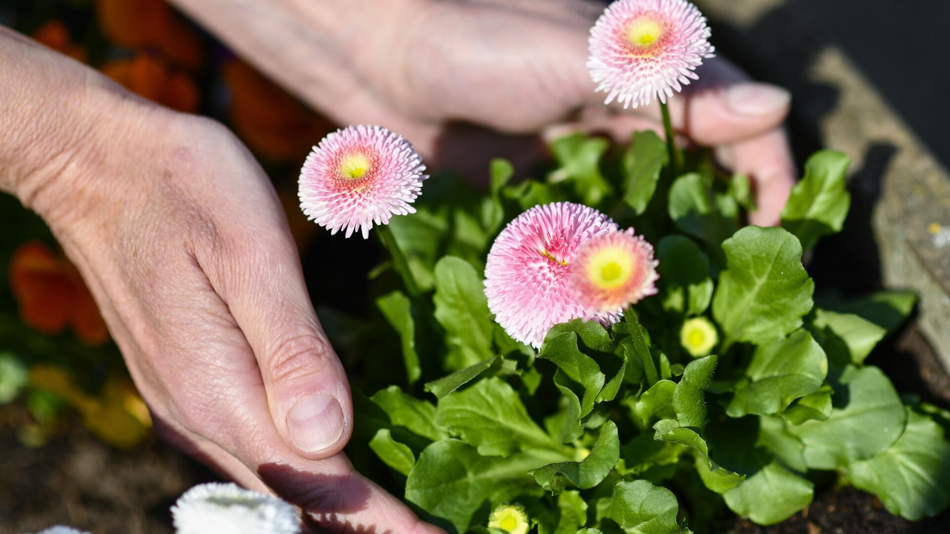 Im Frühling dürfen die Balkonkästen mit Blumen bepflanzt werden.