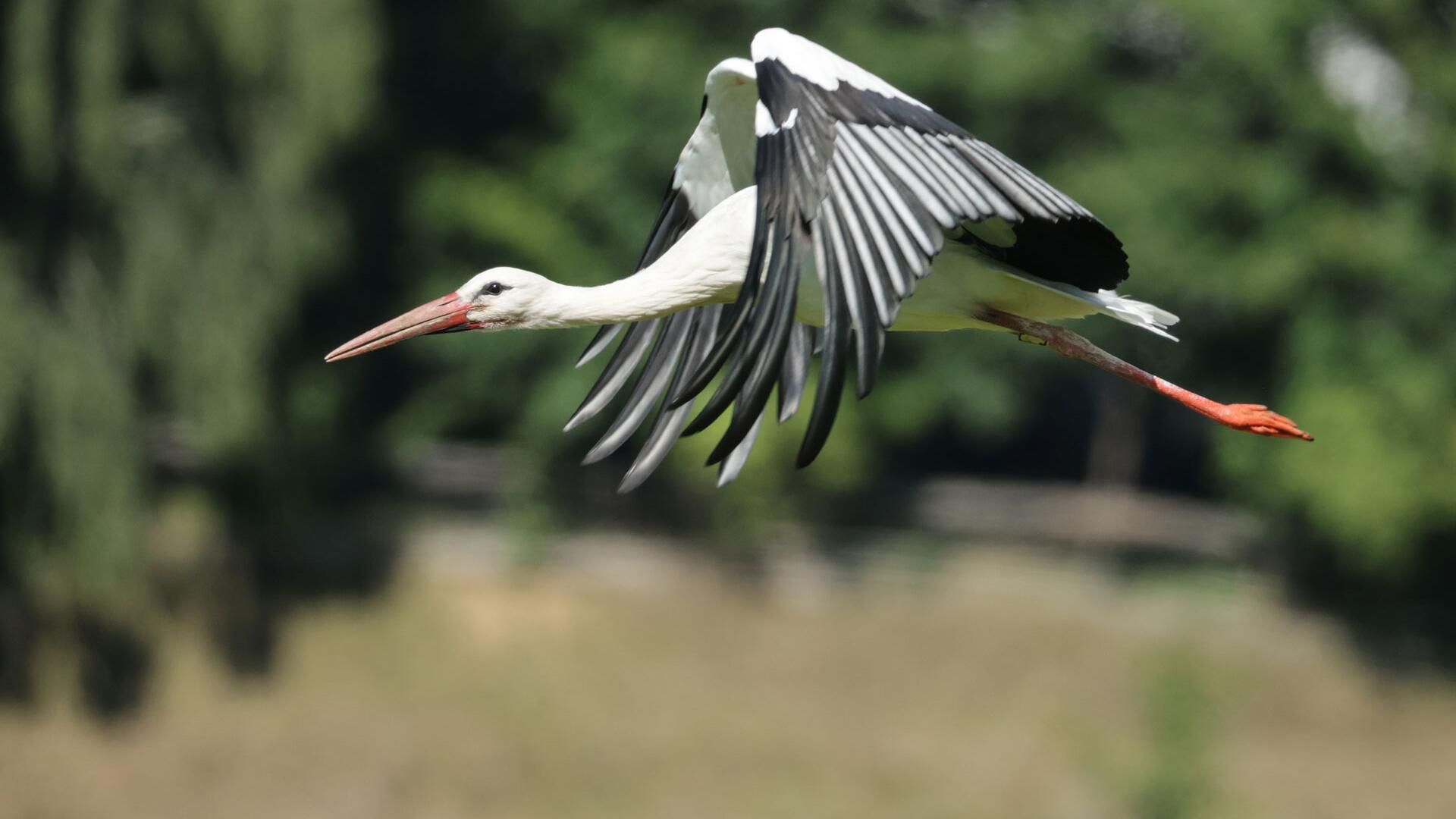 Warum immer mehr Weißstörche in Deutschland überwintern – und wie Sie helfen können Warum immer mehr Weißstörche in Deutschland überwintern – und wie Sie helfen können