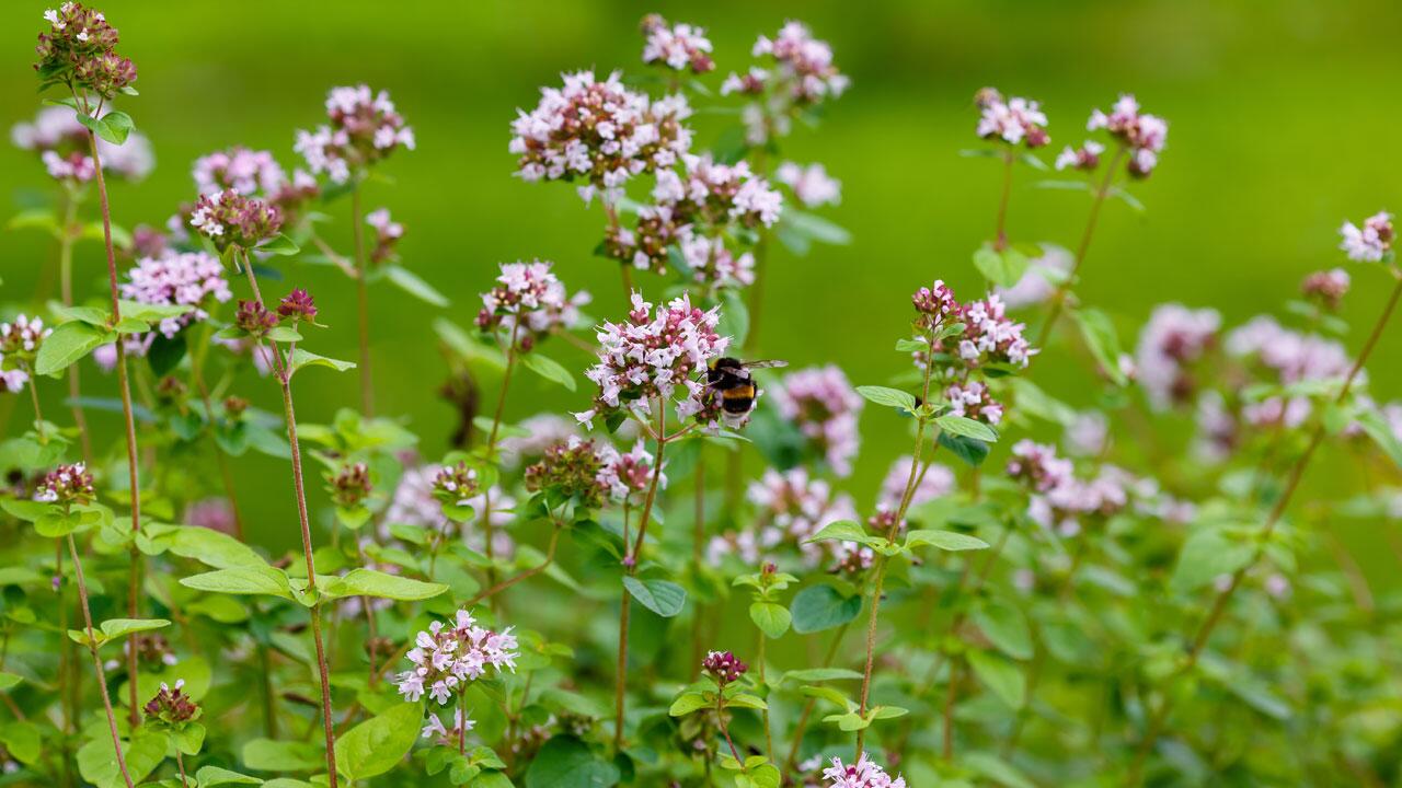 Ist Oregano während seiner Blüte essbar?