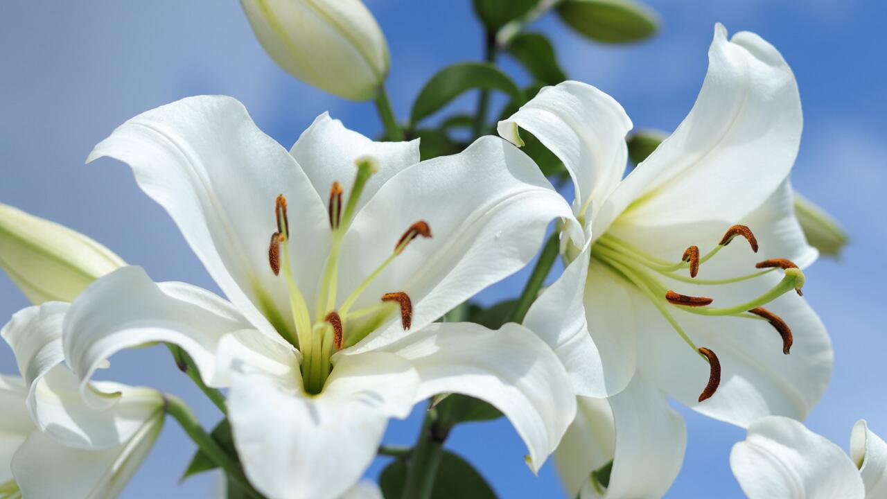 Jetzt ins Beet: Madonnenlilie muss früher gepflanzt werden als andere Lilien