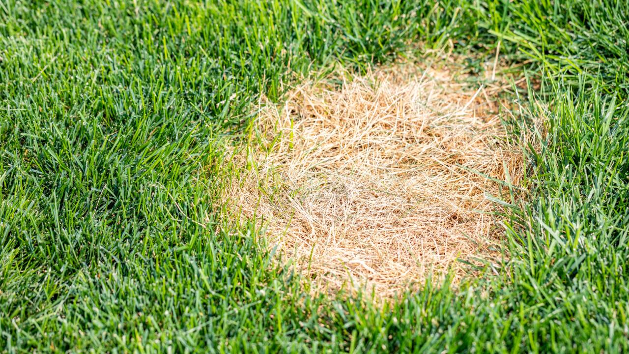 Kahle Stellen im Rasen: Erste-Hilfe-Maßnahmen für den Herbst