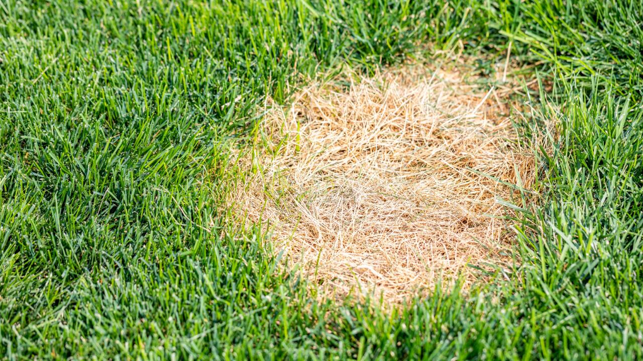 Kahle Stellen im Rasen: Diese Erste-Hilfe-Maßnahmen können Ihren Rasen retten Kahle Stellen im Rasen: Diese Erste-Hilfe-Maßnahmen können Ihren Rasen retten