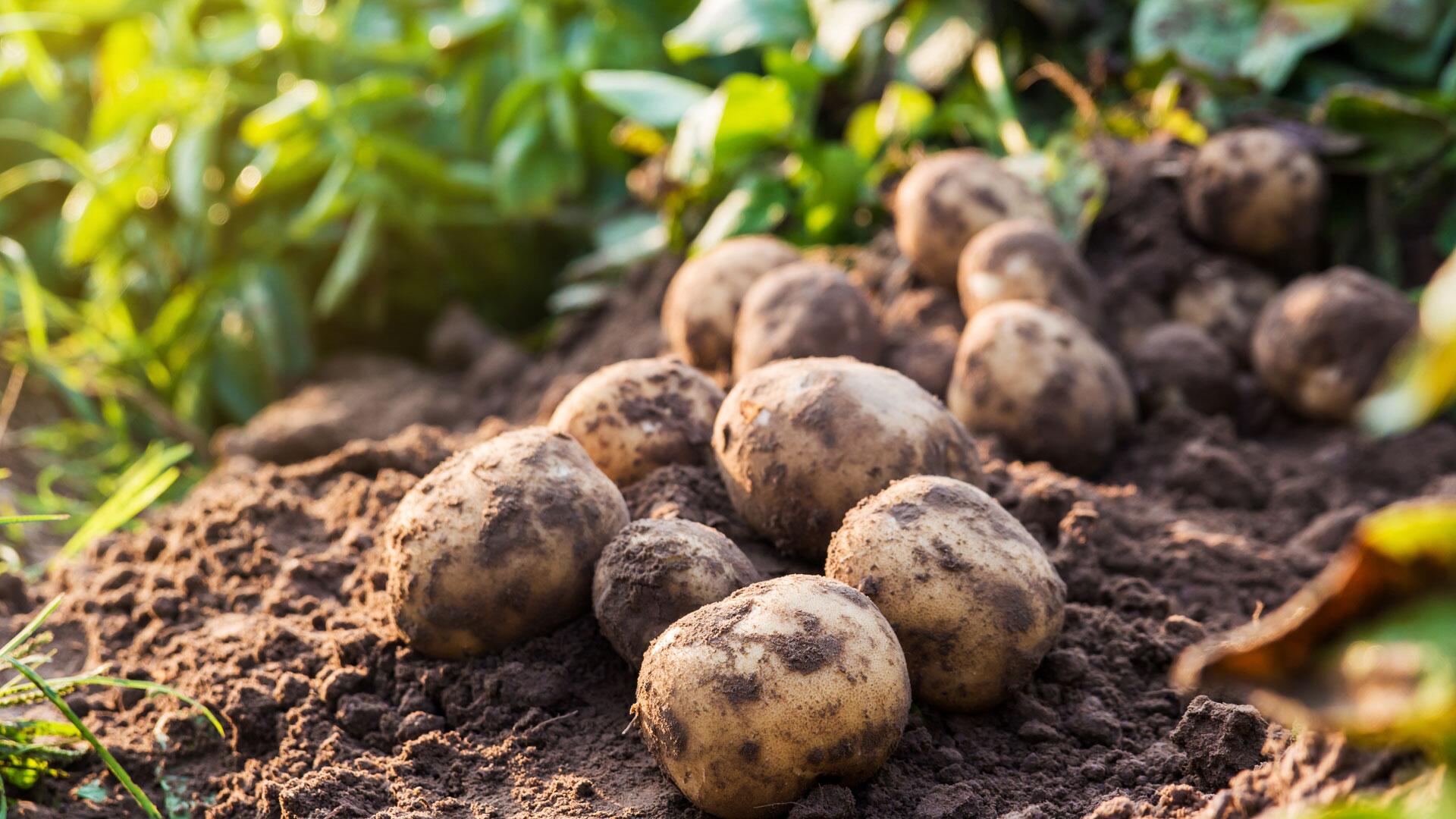 Kartoffeln anbauen: Endlich eigene Kartoffeln! Schritt-für-Schritt-Anleitung für Anfänger