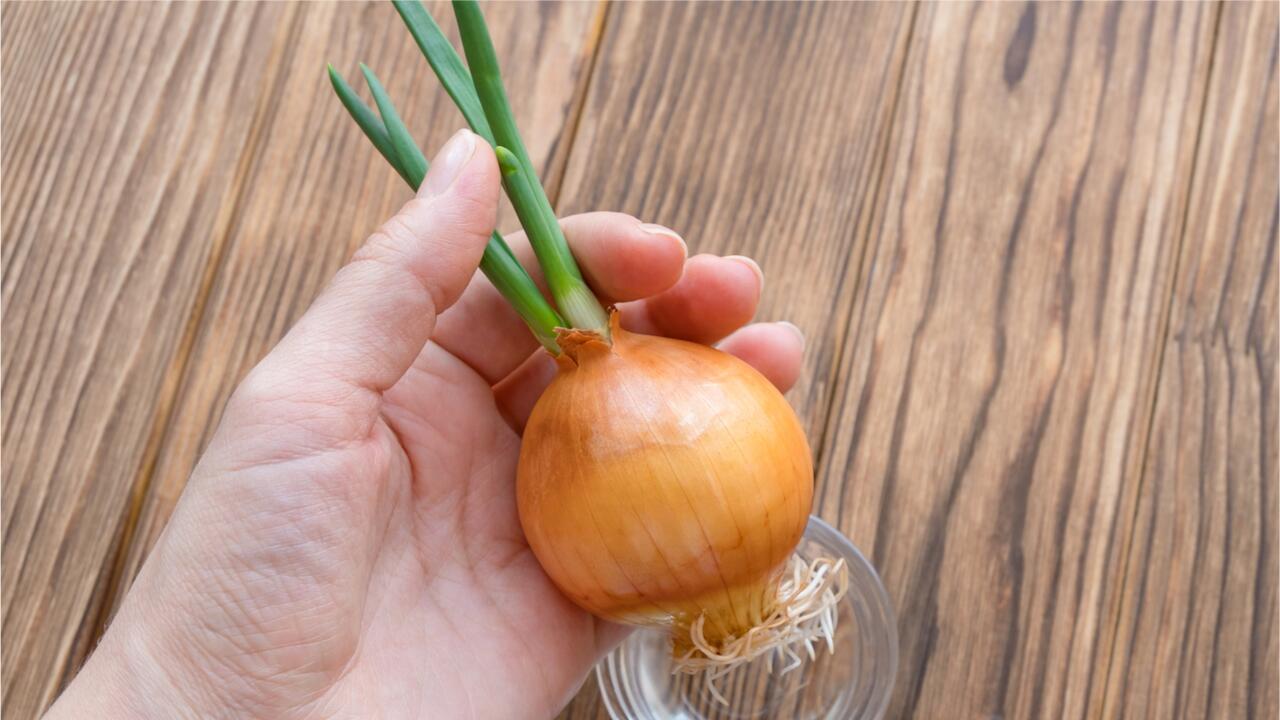 Keimende Zwiebeln: Noch essbar oder lieber entsorgen? Keimende Zwiebeln: Noch essbar oder lieber entsorgen?