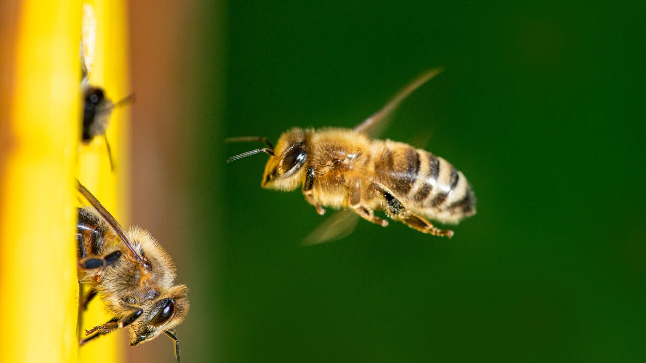 Kombi aus Klimawandel und Landwirtschaft: für Insekten besonders gefährlich