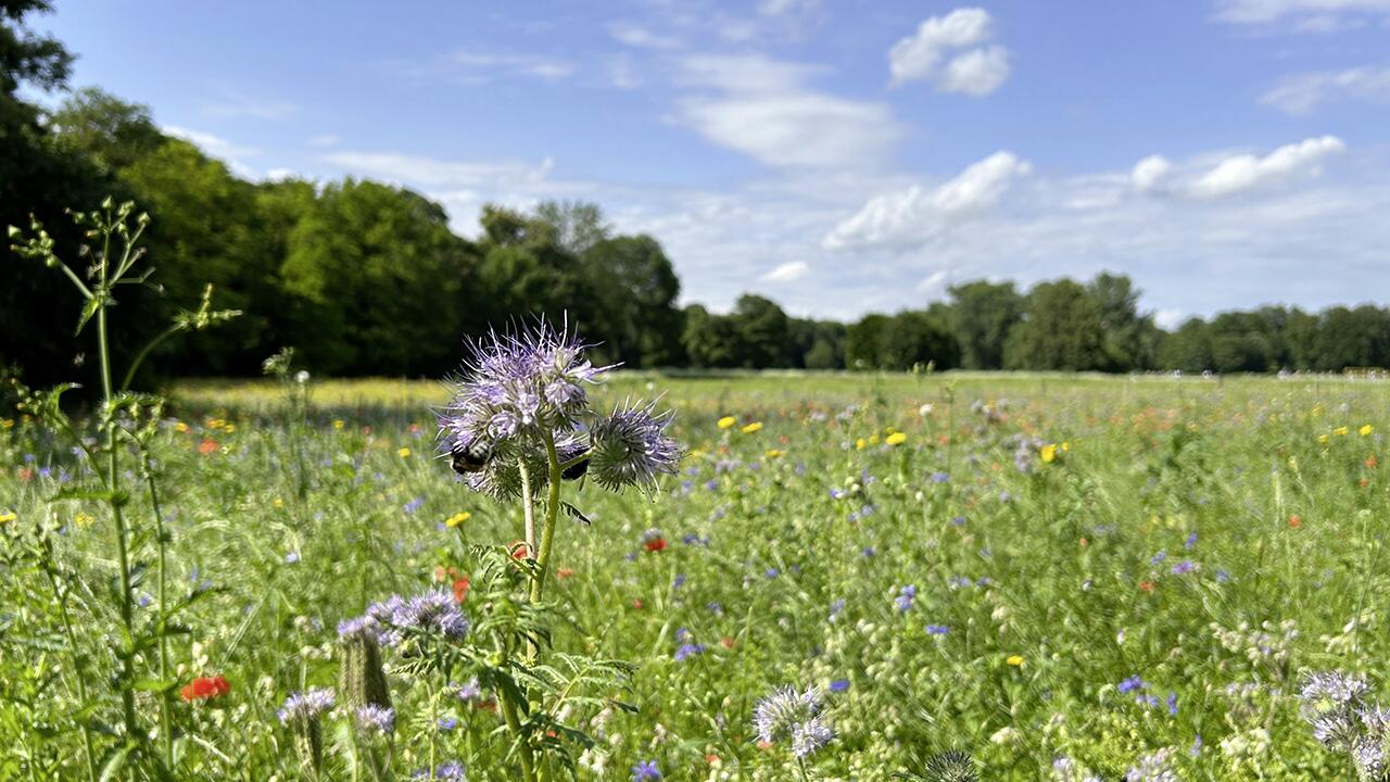 Kritik: Landwirte erhalten EU-Gelder auch ohne neue Flächen für Biodiversität 