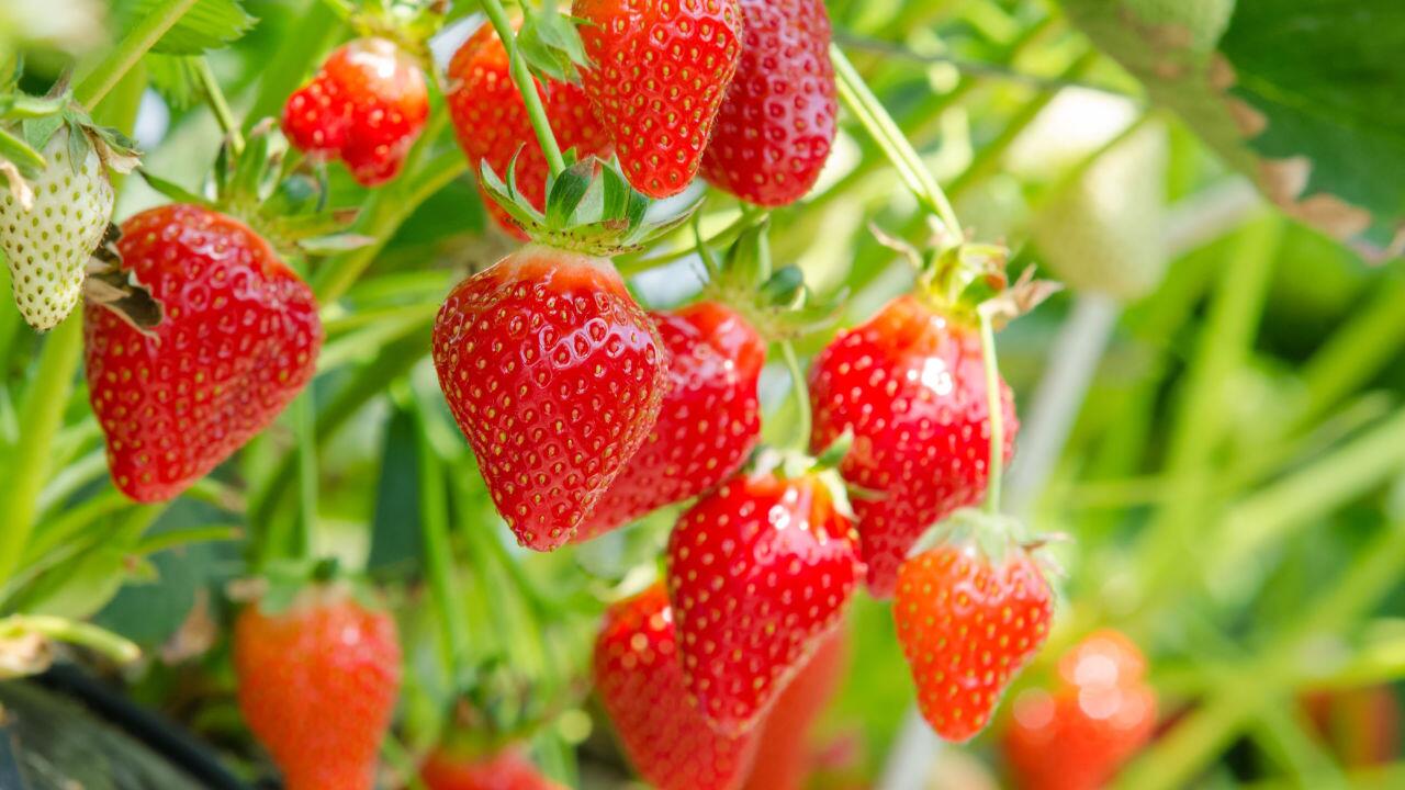 Sind Erdbeeren Nüsse, Rosen oder Beeren? 5 überraschende Fakten Sind Erdbeeren Nüsse, Rosen oder Beeren? 5 überraschende Fakten
