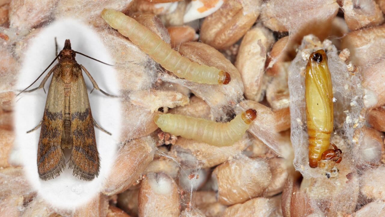 Lebensmittelmotten bekämpfen: Was hilft gegen Mehlmotten? Lebensmittelmotten bekämpfen: Was hilft gegen Mehlmotten?
