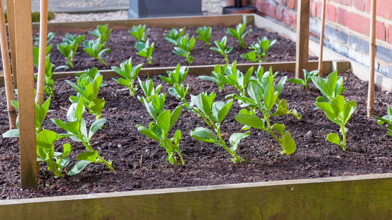 Leere Beete im Herbst? Aus vielen Gründen ein No-Go