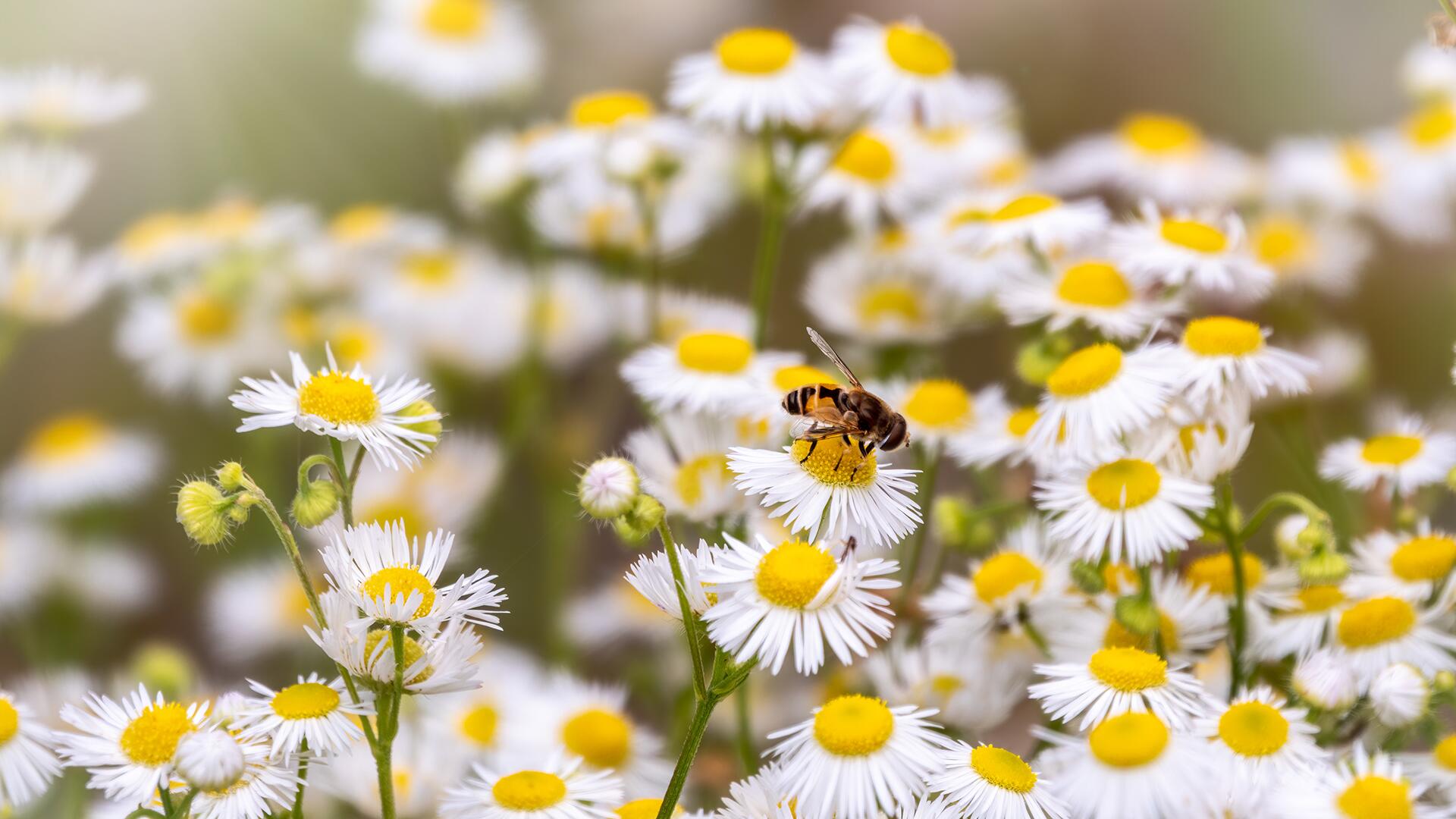 Warum Sie den Rasenmäher diesen Monat im Schuppen lassen sollten Warum Sie den Rasenmäher diesen Monat im Schuppen lassen sollten