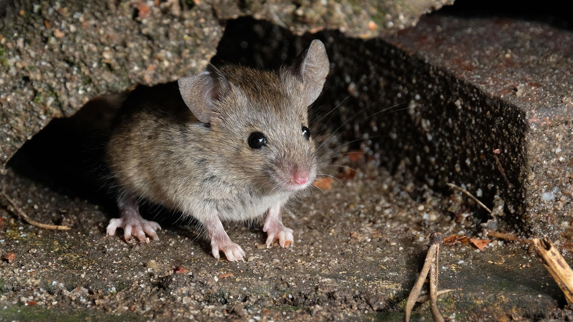 Mäusekot entdeckt? Diese Fehler beim Putzen können gefährlich werden Mäusekot entdeckt? Diese Fehler beim Putzen können gefährlich werden