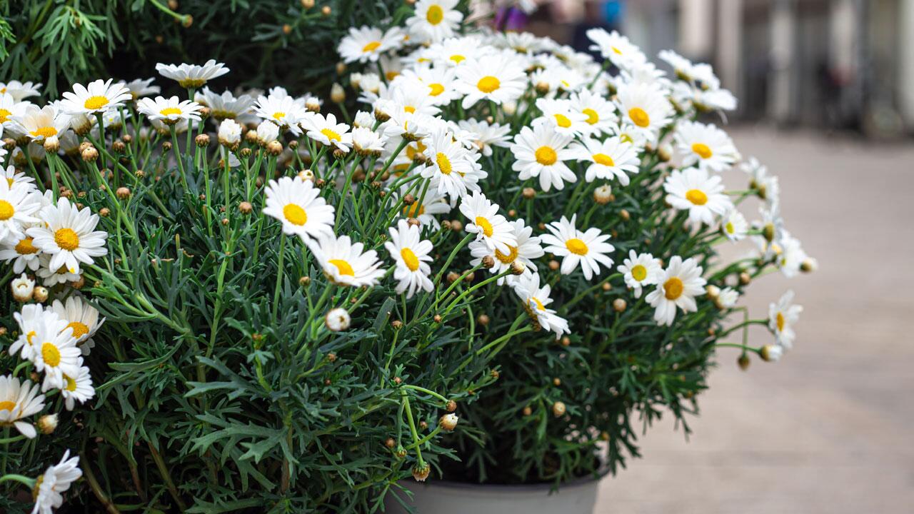 Margeriten überwintern leicht gemacht: So schützen Sie Garten- und Kübelpflanzen Margeriten überwintern leicht gemacht: So schützen Sie Garten- und Kübelpflanzen
