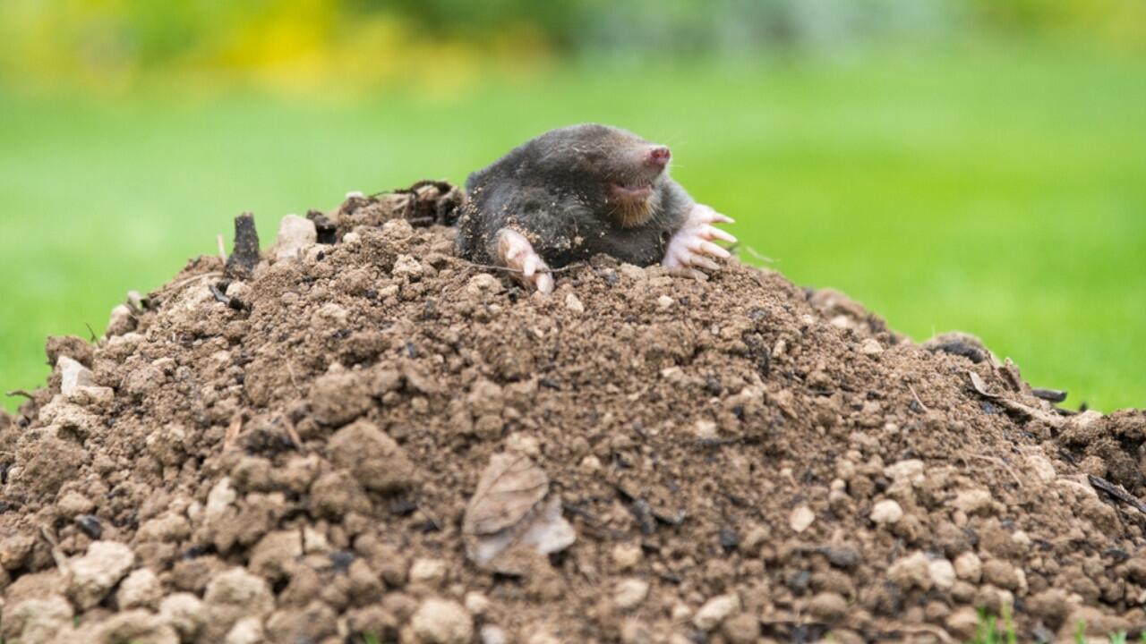 Maulwurf vertreiben: Wie funktioniert das tierfreundlich? Maulwurf vertreiben: Wie funktioniert das tierfreundlich?