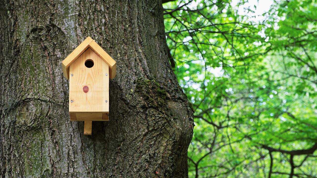 Milde Temperaturen: Jetzt schnell den Nistkasten reinigen