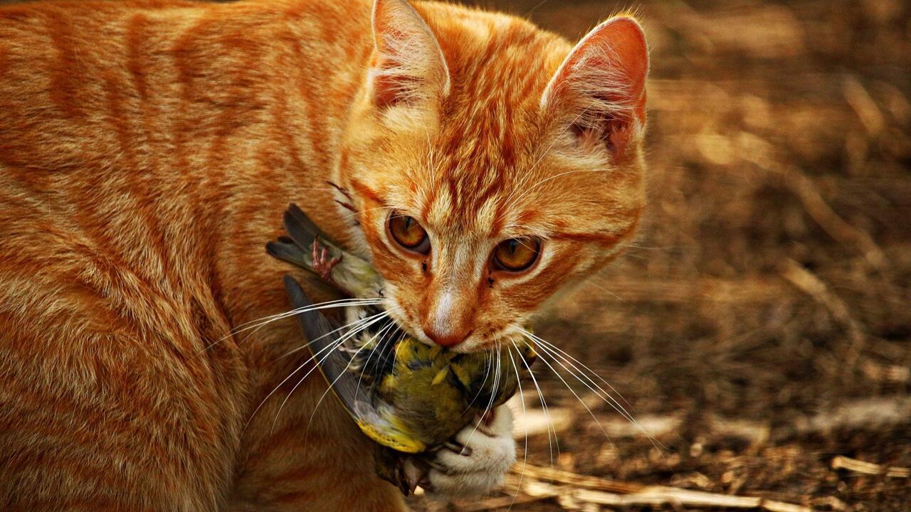 Millionen toter Vögel: Katzen sollen nicht mehr frei umherlaufen dürfen  