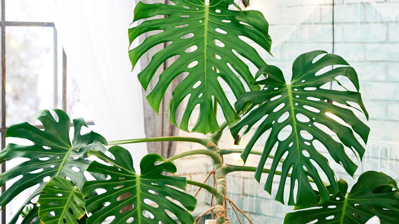 Monstera-Pflege leicht gemacht: Die besten Tipps für Ihr Fensterblatt