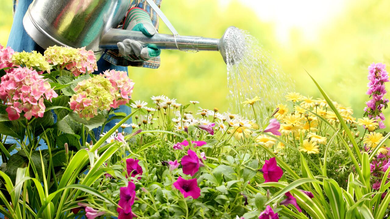 Morgens oder besser abends? Wann Sie Pflanzen im Sommer gießen sollten