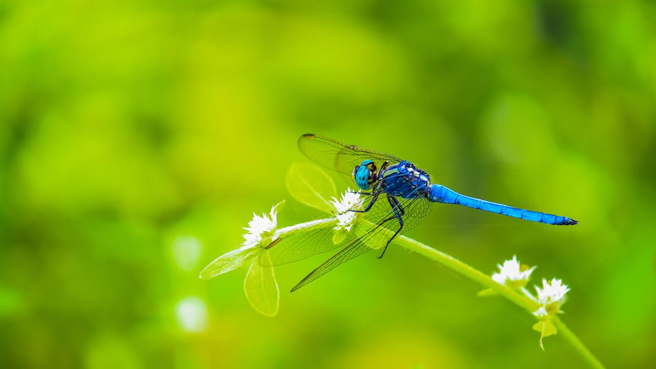 Neue Rote Liste: Über ein Viertel der Insektenarten gefährdet