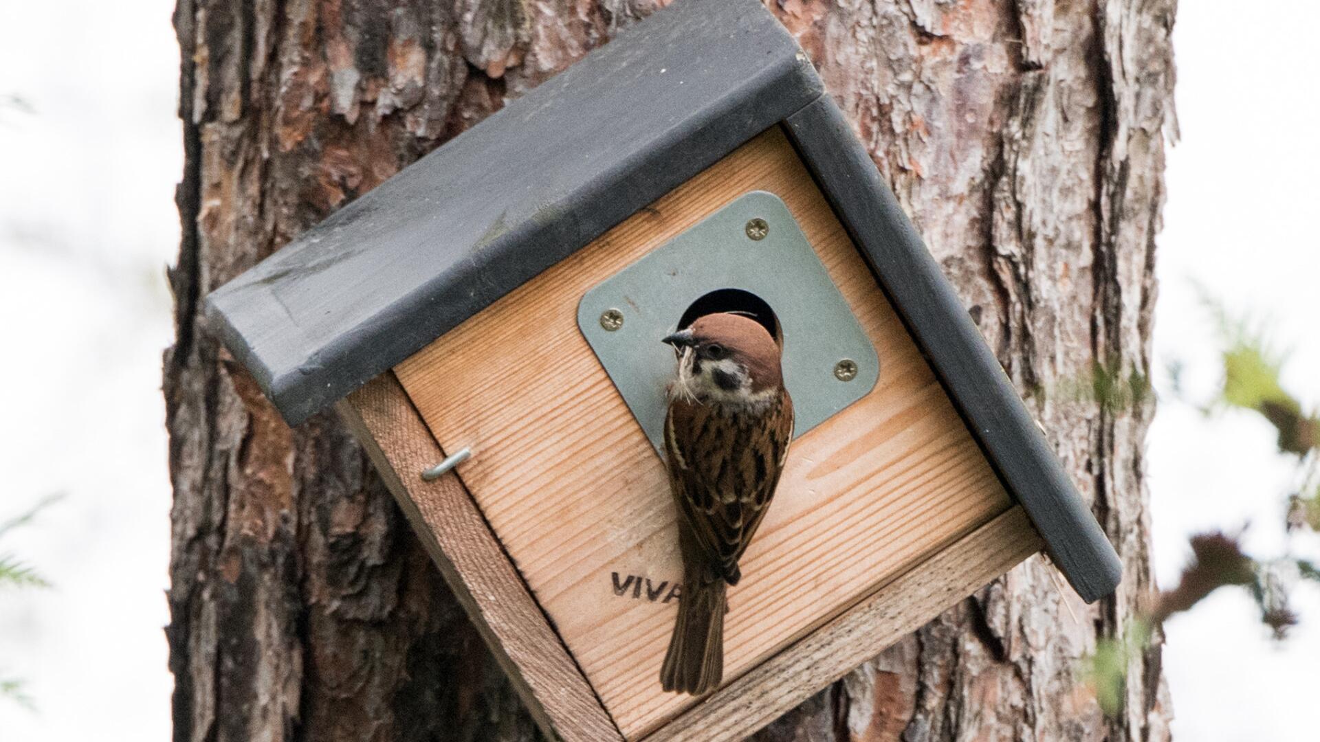 Gartenvögel: Wie Sie Nisthilfen richtig aussuchen und aufhängen