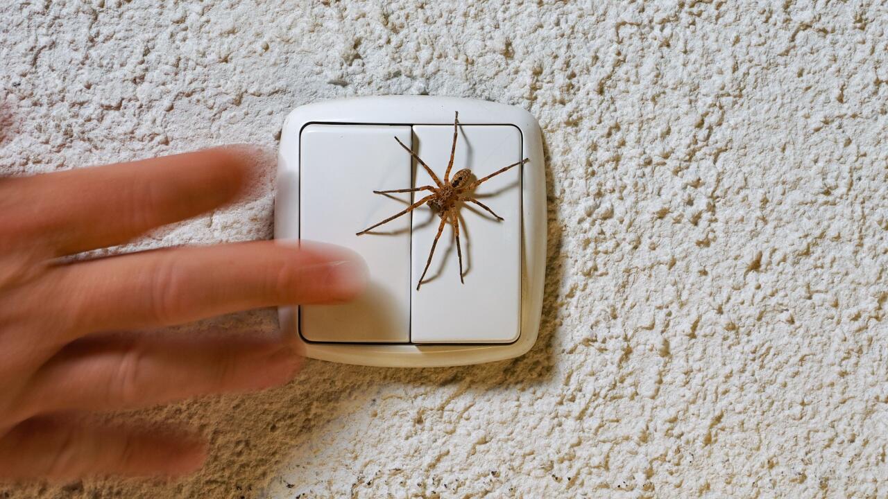 Nosferatu-Spinne im Haus? So reagieren Sie auf die invasive Art am besten