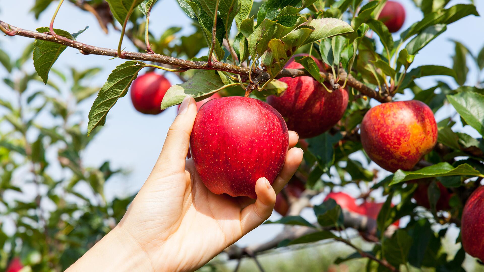 Obst pflücken am Wegesrand: Ist das erlaubt? Obst pflücken am Wegesrand: Ist das erlaubt?
