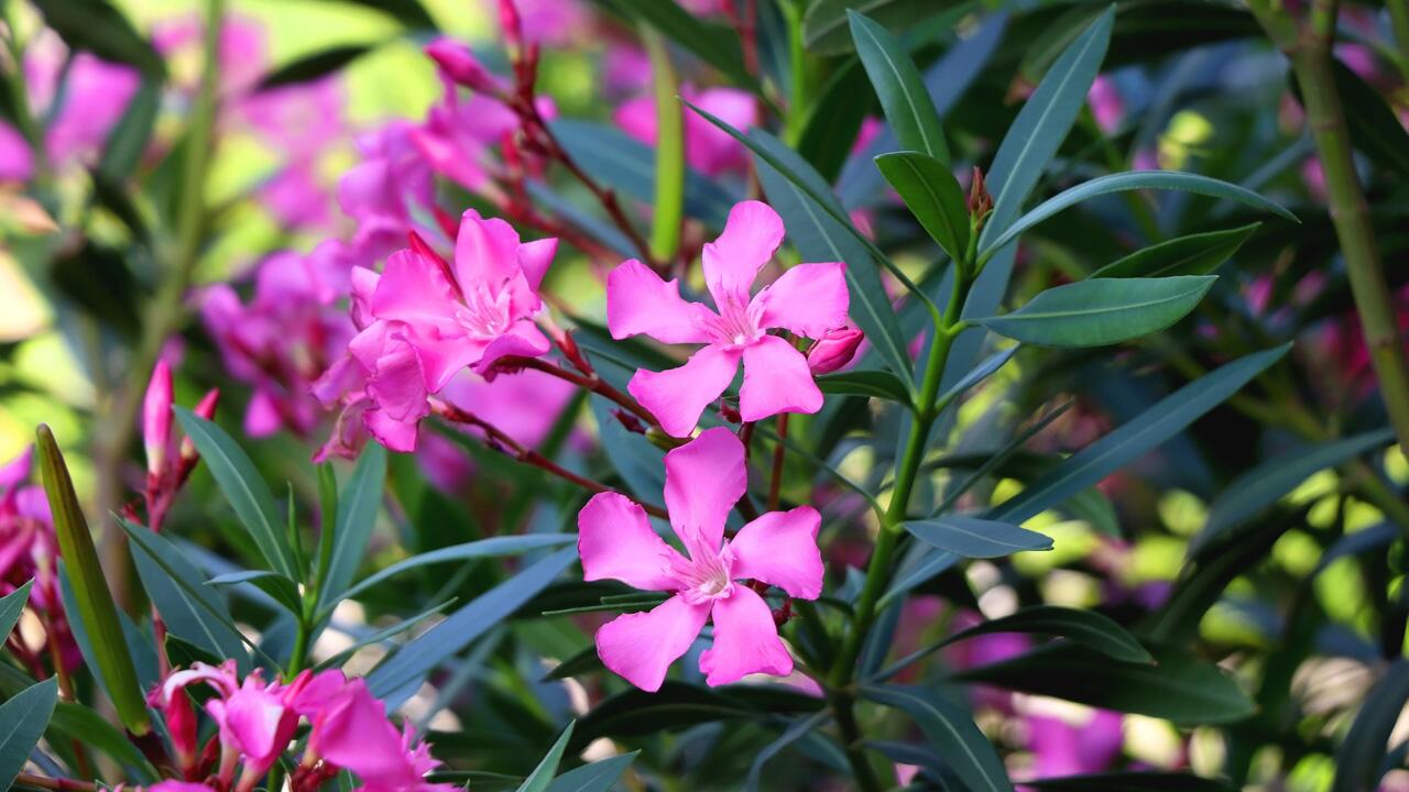 Oleander überwintern: So kommt er gut durch die kalte Jahreszeit Oleander überwintern: So kommt er gut durch die kalte Jahreszeit