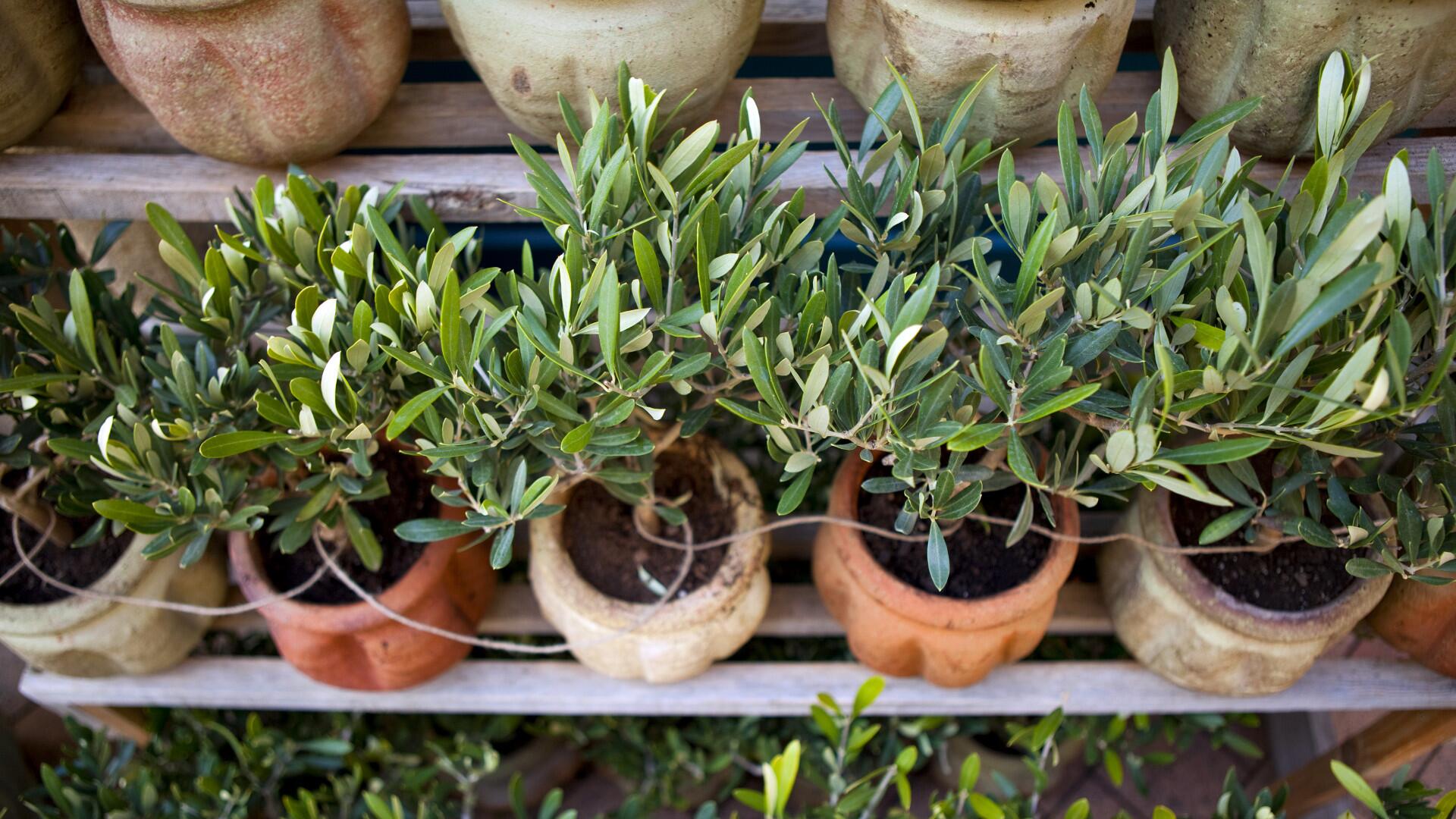 Olivenbaum: Mit diesen wichtigen Tipps gedeiht die mediterrane Pflanze bestens Olivenbaum: Mit diesen wichtigen Tipps gedeiht die mediterrane Pflanze bestens