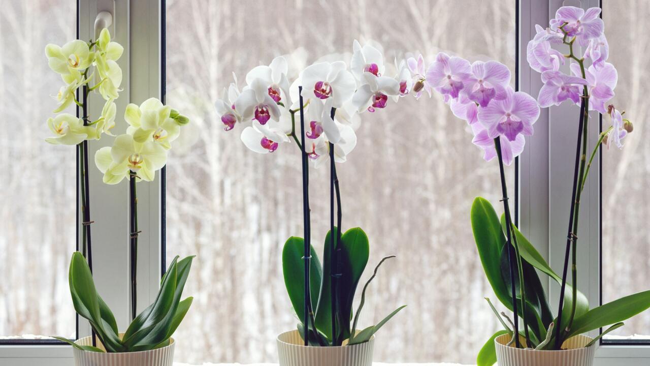 Orchideen wieder zum Blühen bringen: So lebt die Exotin wieder auf
