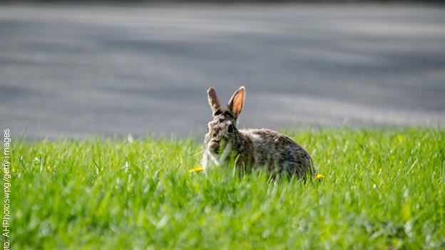 Osterhase