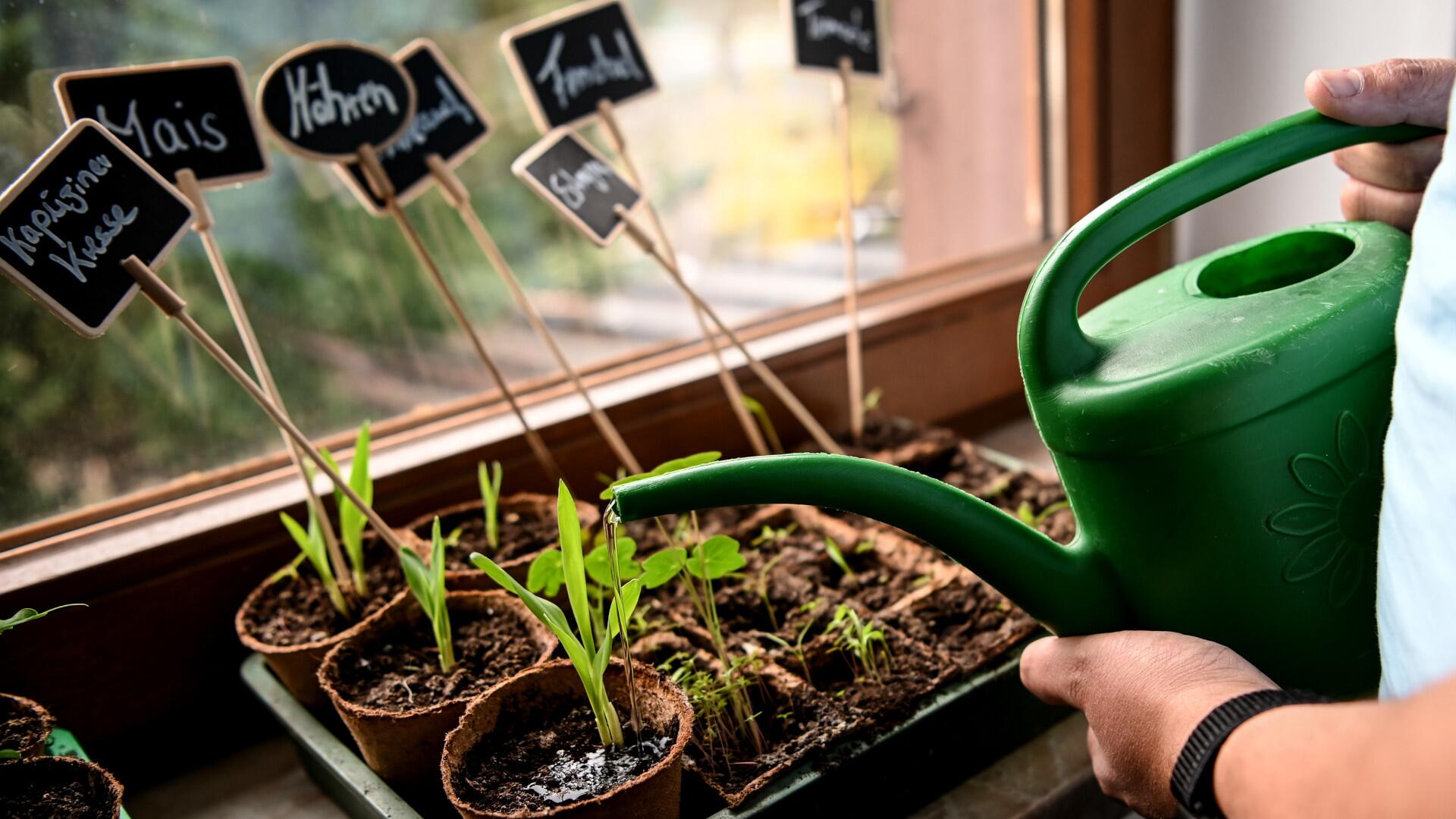 Blumen, Kräuter und Gemüse auf der Fensterbank aussäen – so klappt es