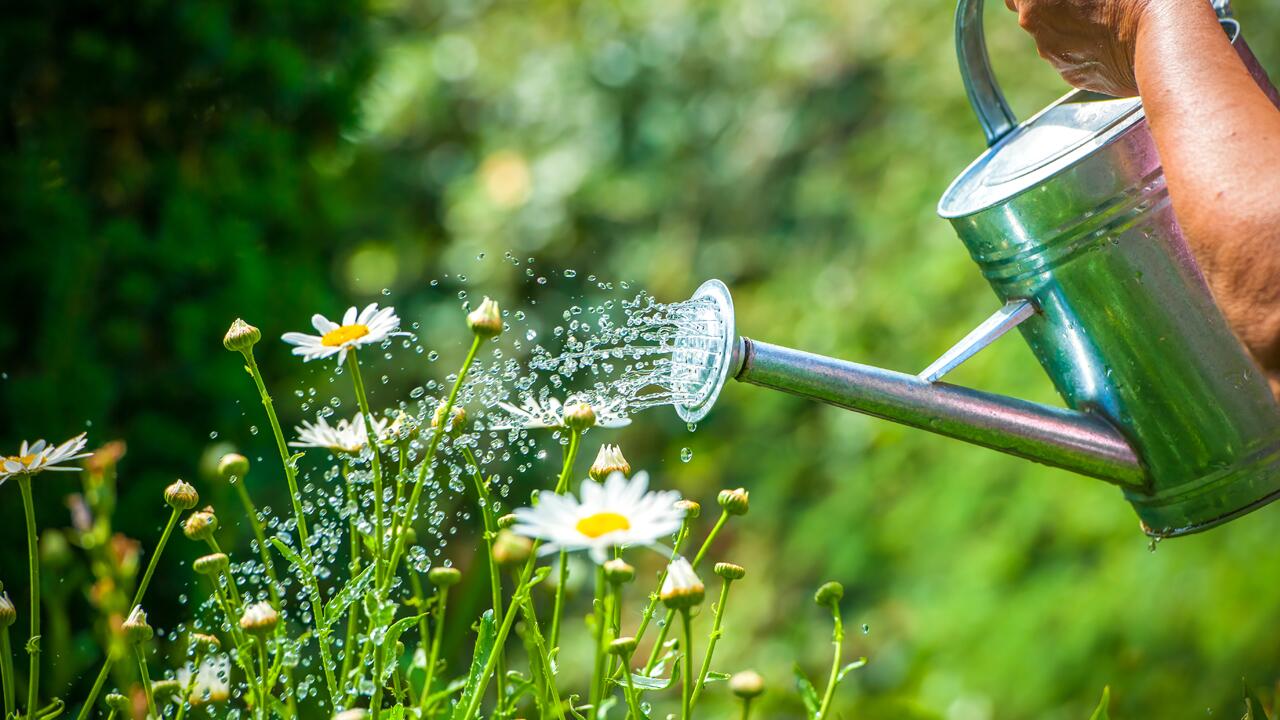 Pflanzen mittags gießen: Schadet das den Pflanzen im Garten wirklich?