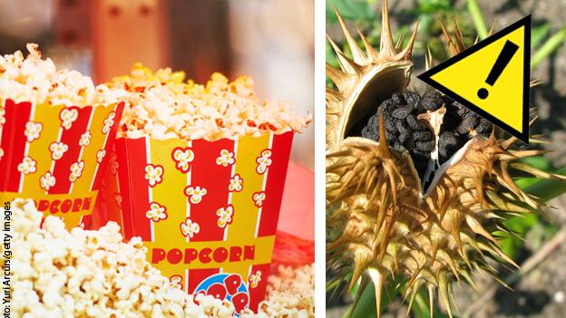 Popcorn, Müsli & Co.: Immer wieder giftige Tropanalkaloide in Getreideprodukten Popcorn, Müsli & Co.: Immer wieder giftige Tropanalkaloide in Getreideprodukten