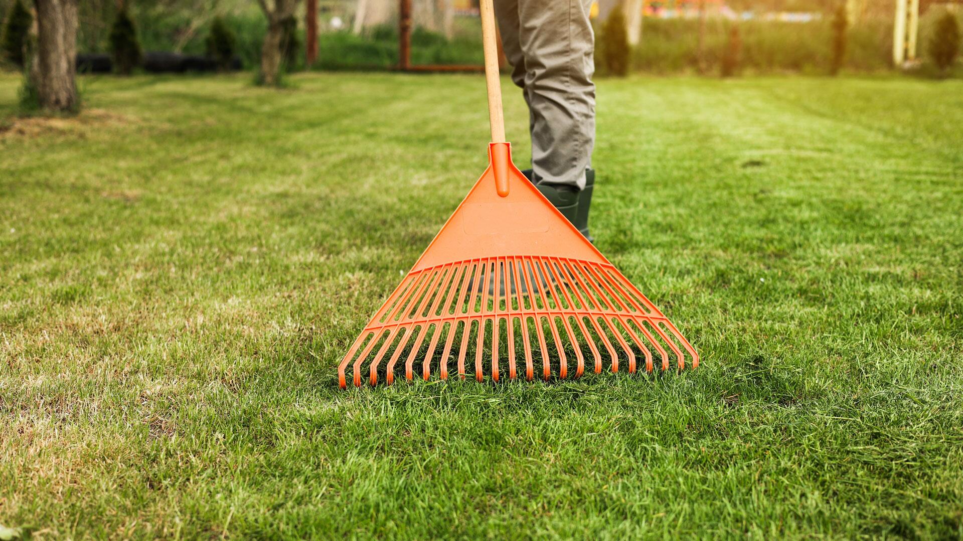 Rasenfilz entfernen: Experten-Tipps für einen gesunden und schönen Rasen Rasenfilz entfernen: Experten-Tipps für einen gesunden und schönen Rasen