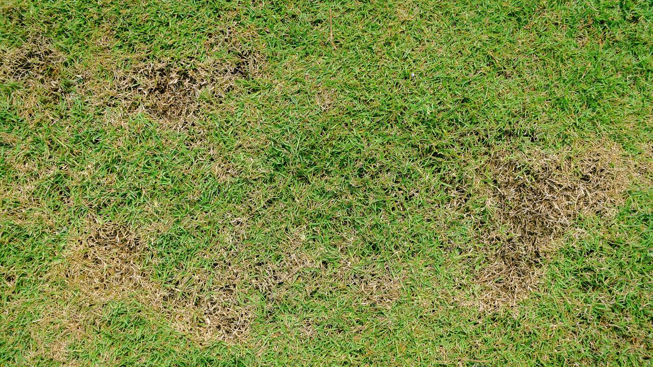 Rasenpflege im Herbst: So wird Ihr Rasen fit für die kalte Jahreszeit Rasenpflege im Herbst: So wird Ihr Rasen fit für die kalte Jahreszeit