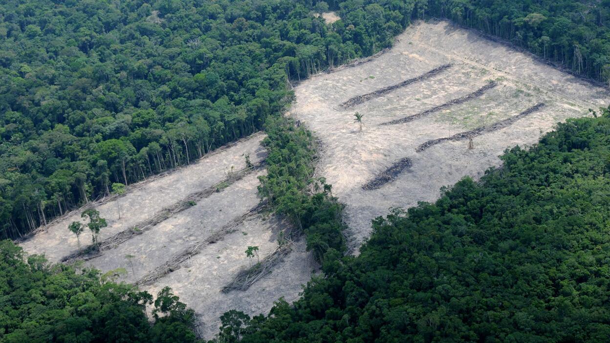 Regenwald-Abholzung in Brasilien: Mehr als eine Million Fußballfelder