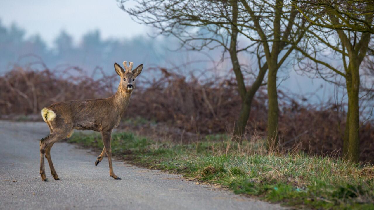 Vorsicht: Wegen Zeitumstellung steigt Gefahr von Wildunfällen Vorsicht: Wegen Zeitumstellung steigt Gefahr von Wildunfällen