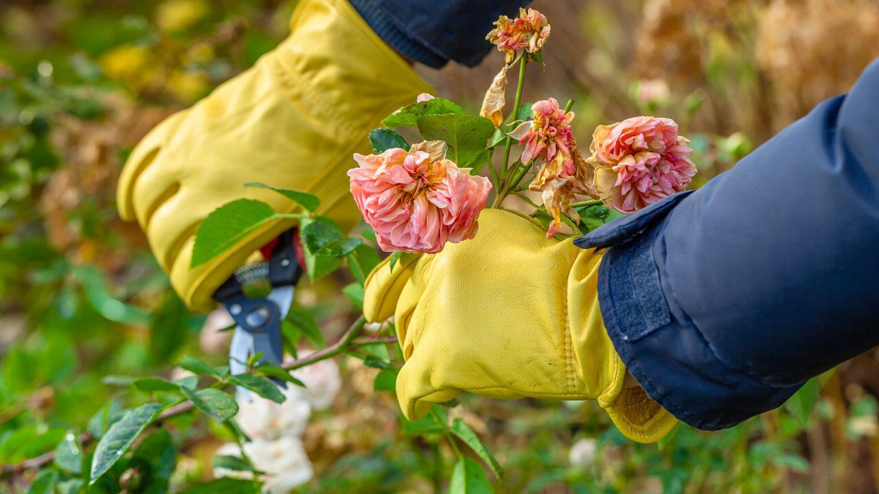 Rosen überwintern: So kommen Ihre Rosen gut durch den Winter