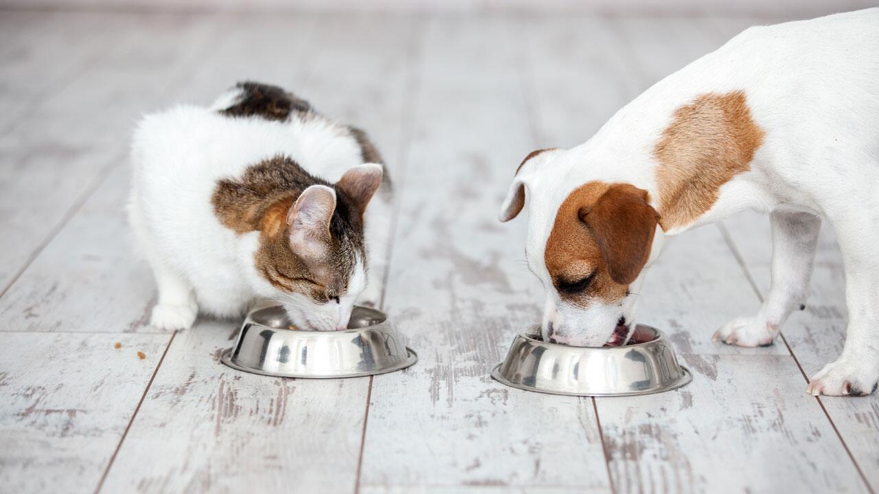 Rückruf: Fressnapf ruft Hunde- und Katzenfutter zurück