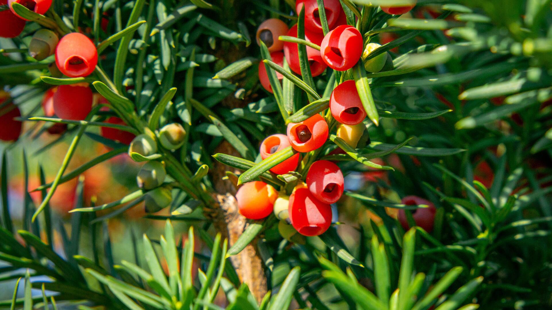 Schön, aber leider giftig: Diese Gartenpflanzen sollten Sie kennen Schön, aber leider giftig: Diese Gartenpflanzen sollten Sie kennen