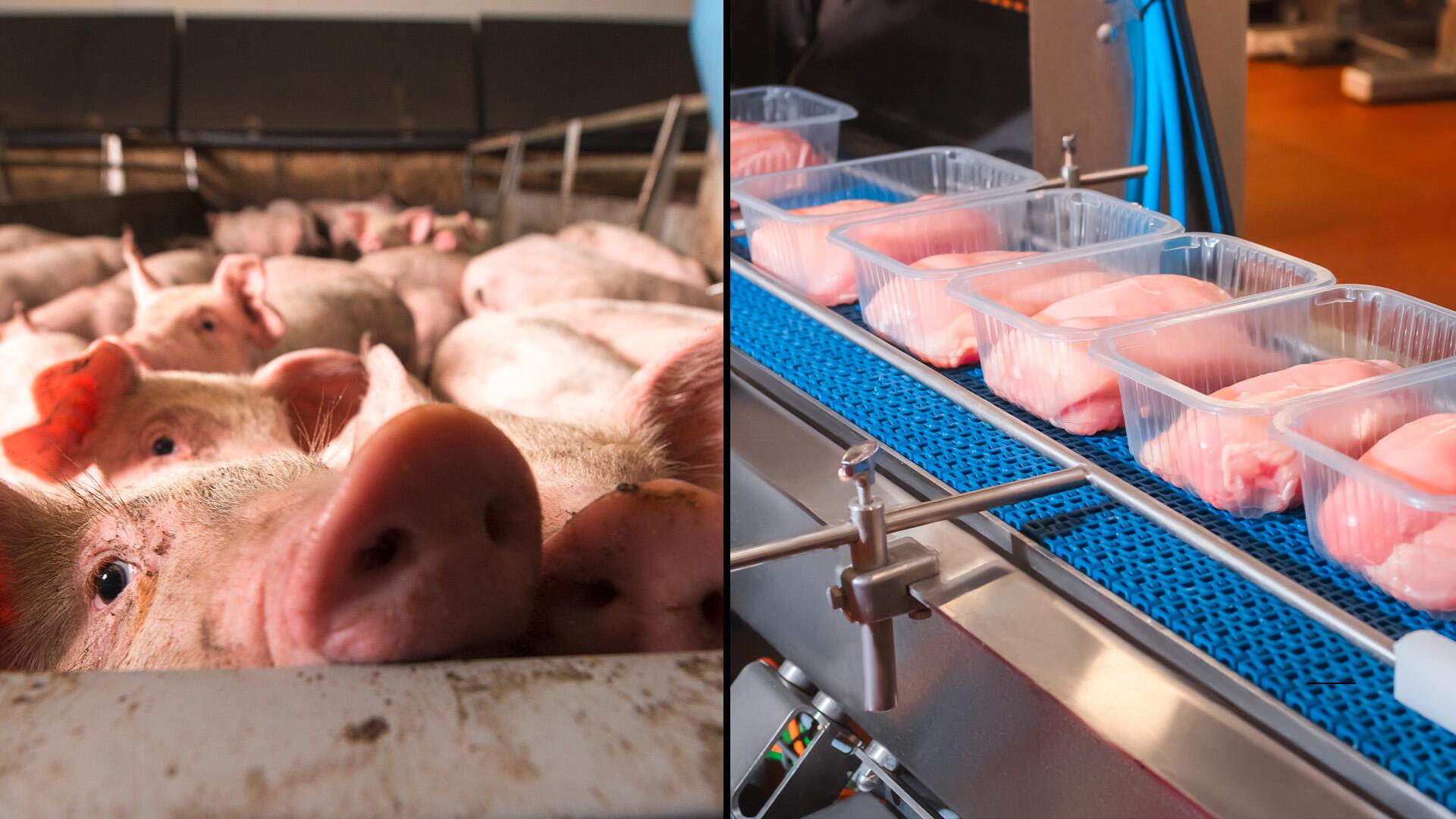 Greenpeace: Schweine- und Geflügelfleisch enthält oft antibiotikaresistente Keime Greenpeace: Schweine- und Geflügelfleisch enthält oft antibiotikaresistente Keime