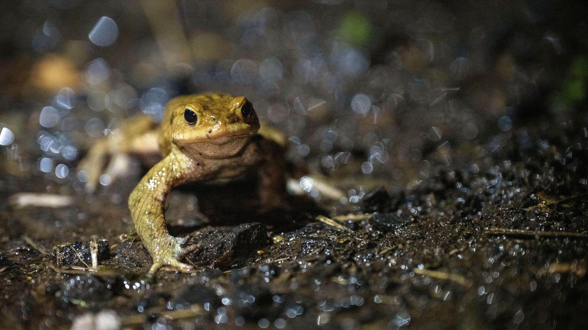 Frösche, Kröten & Molche im Garten: So helfen Sie Amphibien durch den Winter Frösche, Kröten & Molche im Garten: So helfen Sie Amphibien durch den Winter
