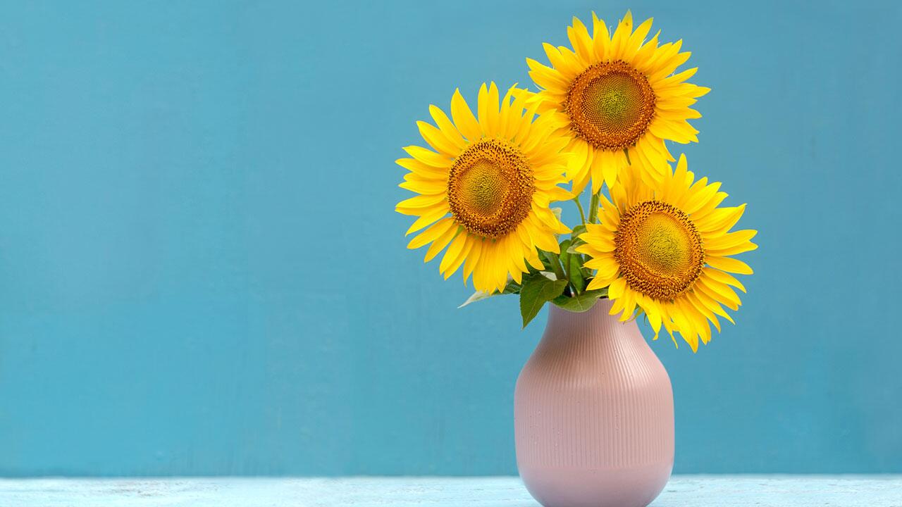 Sonnenblumen in der Vase: 4 Tipps für lange Frische