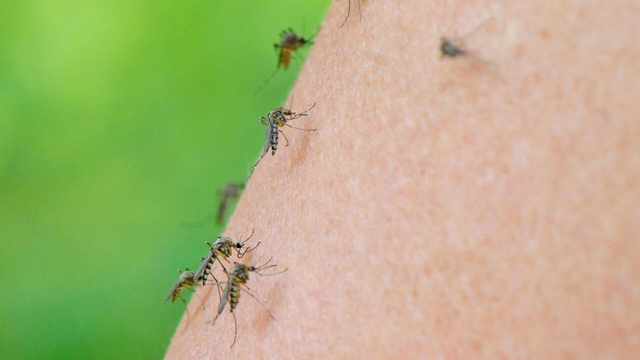 Stichfeste Fakten zu bekannten Mücken-Mythen: Was stimmt und was nicht?