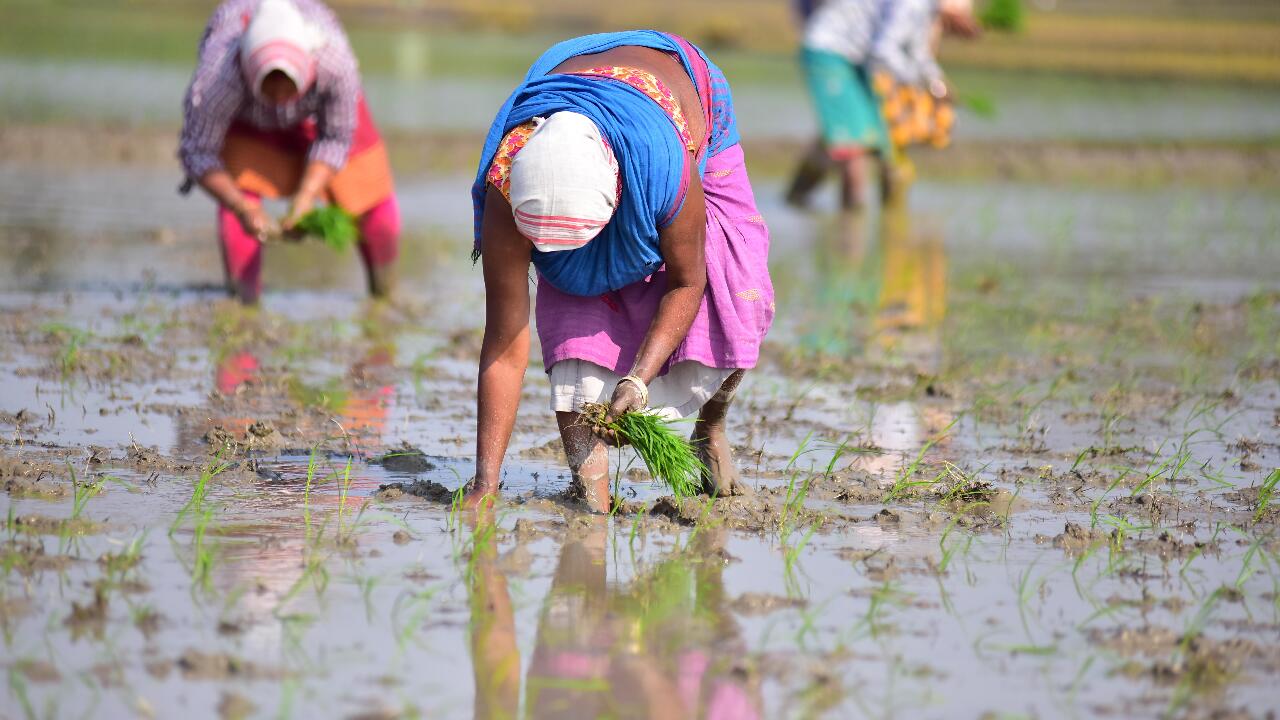 Studie: Klimawandel führt zu weniger Ertrag und Qualität bei Reis